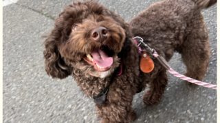 愛犬家必見「リードスキルセミナー」開催!