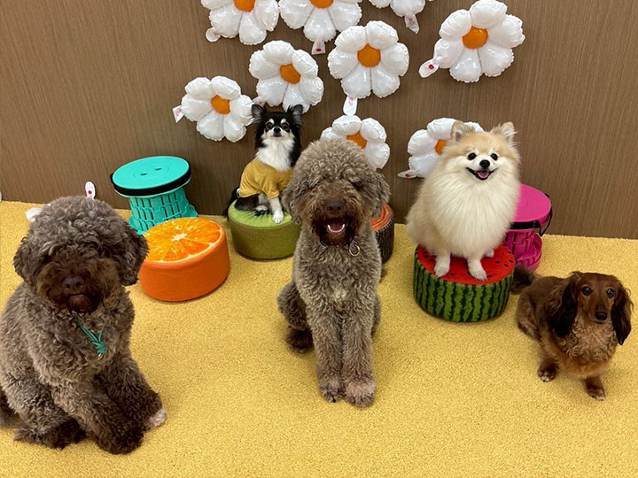 犬の保育園に通う犬の様子2
