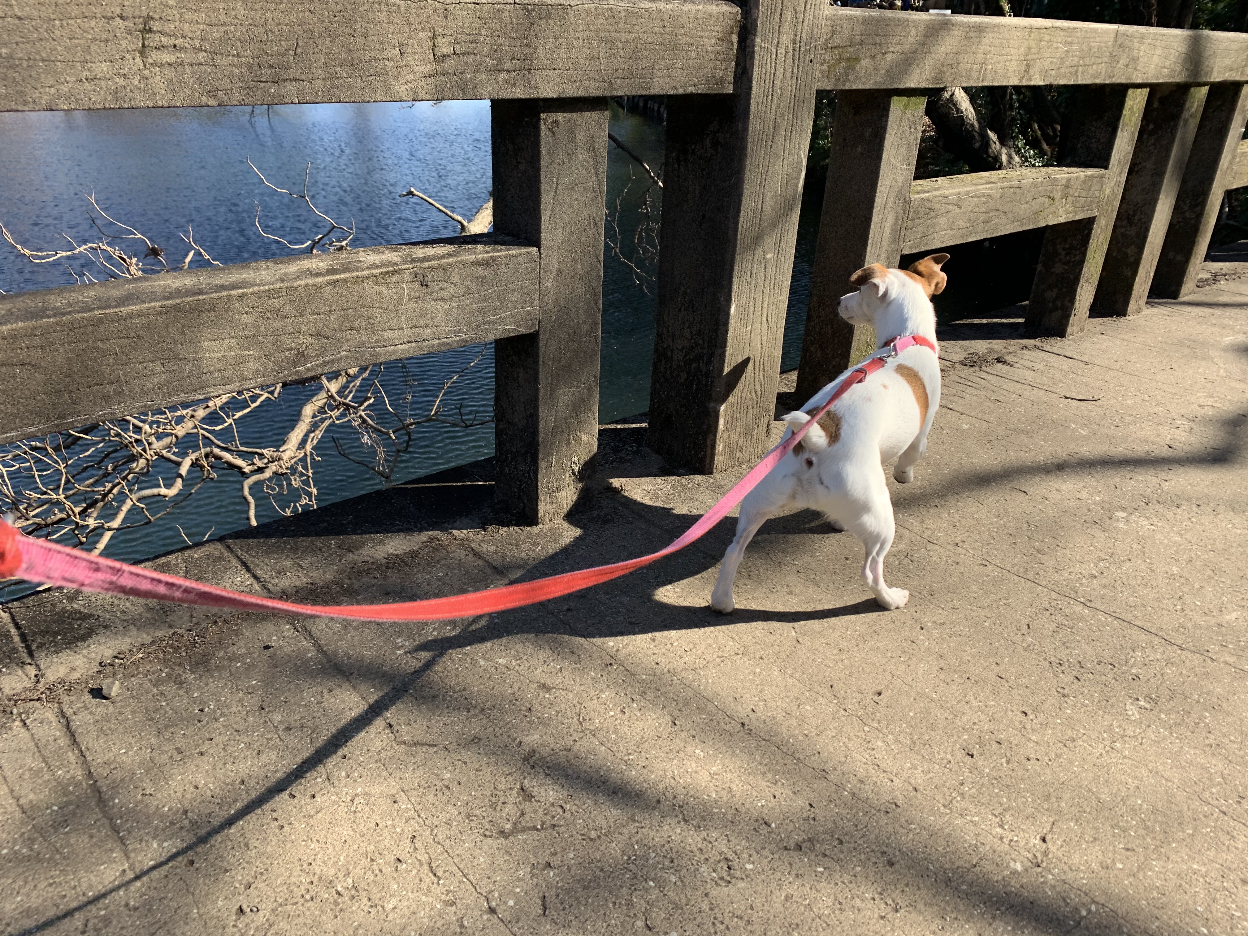 三鷹市と武蔵野市にまたがる井の頭公園