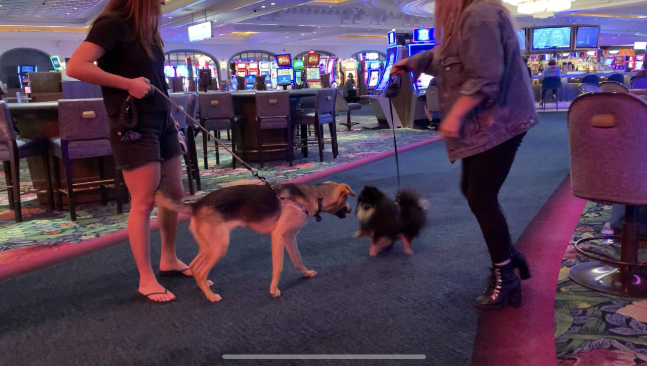ラスベガスのカジノの遊ぶ犬たち